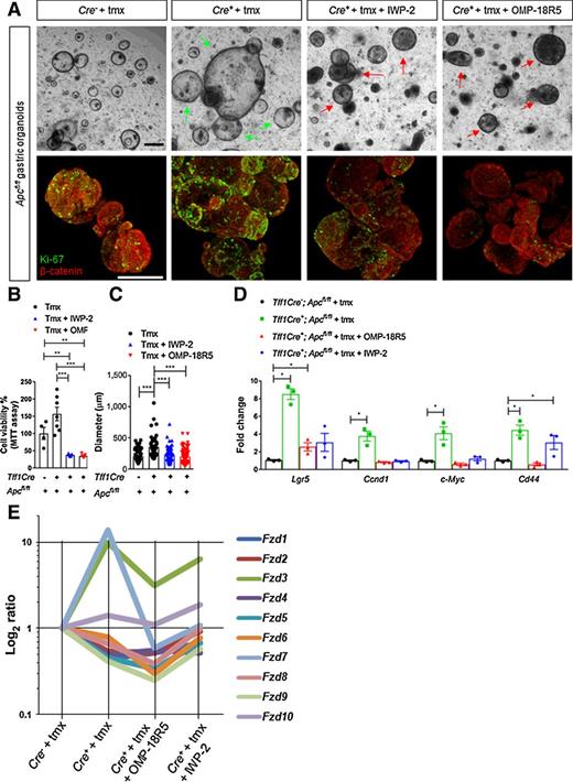 Figure 5. Wnt/Fzd inhibition reduces Apc-mutant gastric organoid proliferation. A, Representative DIC and immunofluorescence images of Tff1Cre;Apcfl/fl organoids treated for 24 hours with tamoxifen (tmx; 100 nmol/L), IWP-2 (10 μmol/L), or OMP-18R5 (10 μg/mL). Green arrows, hyperproliferative organoids; red arrows, growth-constrained organoids. Scale bars, 200 μm. B, MTT viability assay performed on organoid cultures described in A (***, P < 0.001; mean ± SEM; n = 3 biological replicates; Mann–Whitney). Individual experiments were repeated twice. C, Measurement of organoid size (μm) from cultures described in A (***, P < 0.001; mean ± SEM; n = 3 biological replicates; Mann–Whitney). D, qRT-PCR for Wnt target genes on organoid cultures described in A (*, P < 0.05; mean ± SEM; n = 3 biological replicates; Mann–Whitney). E, qRT-PCR for Fzd receptors on organoid cultures described in A. Expression of Fzd shown as log2 ratio.