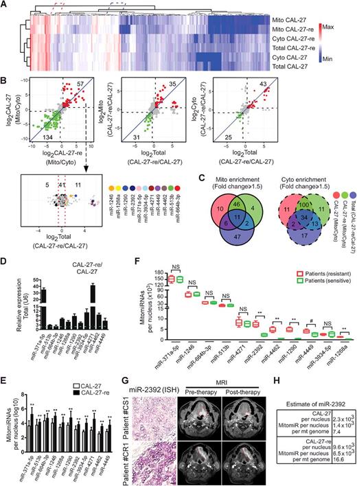 Figure 1. mitomiR expression in TSCC cisplatin-resistant cells and their parental lines. A, Hierarchical clustering of relative miRNA expression in the mitochondrial fraction (Mito), cytoplasmic fraction (Cyto), and total cell homogenate (Total) of CAL27 and CAL-27-re cells. miRNA expression log2-fold change over blue to red color gradation is based on the ranking of each condition from minimum (blue) to maximum (red). A total of 263 miRNA genes are depicted. Red cluster, significantly upregulated miRNAs in the mitochondria. Blue, significantly downregulated miRNAs in the mitochondria. B, Log2-fold relative miRNA probe distribution showing differential miRNA expression from Mito/Cyto (top left), Mito (top middle), or Cyto (top right) compared with Total miRNA in CAL-27 and CAL-27-re cells. Genes in the right upper quadrant exhibited upregulated expression and in the left lower quadrant exhibited downregulated expression. In CAL-27-re cells compared with CAL-27 cells, 11 mitomiRs were upregulated and five mitomiRs were downregulated, whereas 41 mitomiRs showed no differences (bottom; fold change ≥1.5). C, Venn diagrams depicting overlapping miRNAs that are enriched in mitochondria and upregulated in CAL-27-re cells (left) and cytoplasmic-enriched miRNAs upregulated in CAL-27-re cells (right; fold change ≥1.5). D, qRT-PCR results showing that 11 mitomiRs were upregulated in CAL-27-re cells compared with their levels in CAL-27 cells. U6 served as the internal control for the total RNA analysis. E, Quantification of 11 mitomiRs per CAL-27 and CAL27-re nucleus. F, Quantification of 11 mitomiRs per nucleus of primary cultured cells from chemosensitive and chemoresistant patients. G, Representative images of miR-2392 expression of tissue specimens (left) and tumor response (right) in patients with chemosensitive (CS) and chemoresistant (CR) tumors. Bar, 20 μm. H, Quantification of miR-2392 per CAL-27 and CAL-27-re nucleus or per mitochondrial genome. NS, no significance; #, P < 0.05; **, P < 0.001, two-tailed Student t tests.