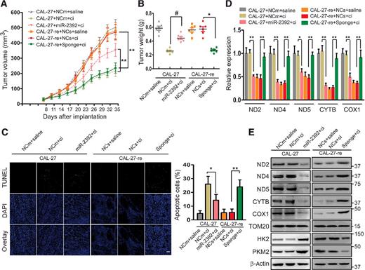 Figure 5. miR-2392 regulates tumor growth in CAL-27 and CAL-27-re cells xenografts in BALB/c-nu mice under cisplatin treatment. A, Growth curves for CAL-27 and CAL-27-re tumors treated with saline or cisplatin. BALB/c-nu mice bearing either CAL-27 cells with stable expression of miR-2392 or its control (NCm) or CAL-27-re cells with stable expression of miR-2392 sponge or its corresponding control (NCs; n = 6 for each group). B, Tumor weights in each group. C, Apoptosis was detected via a TUNEL assay. For the TUNEL assay, n = 24 slices from six xenograft tumors were sampled per group. Bar, 20 μm. D, qRT-PCR detection of ND2, ND4, ND5, CYTB, and COX1 mRNA expression per group. E, Western blotting showed that ND2, ND4, ND5, CYTB, and COX1 were reduced in the stable miR-2392 expression group, whereas HK2 and PKM2 were upregulated. miR-2392 sponge in CAL-27-re calls had a reverse effect. A, **, P < 0.001, two-way ANOVA, followed by Bonferroni's posttest; B, D, and C, #, P < 0.05; *, P < 0.01; **, P < 0.001, two-tailed Student t tests.
