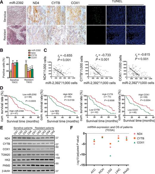 Figure 6. Expression of miR-2392, ND4, CYTB, and COX1 is correlated with chemosensitivity and TSCC patient survival. A, miR-2392, ND4, CYTB, and COX1 expression and cell apoptosis were demonstrated in chemosensitive versus resistant TSCC tumors. Left, miR-2392 expression was analyzed using ISH (×200); ND4, CYTB, and COX1 expression were analyzed via IHC. Apoptosis was detected using a TUNEL assay. Bar, 20 μm. B, Quantification of miR-2392, ND4, CYTB, and COX1 expression in chemosensitive versus resistant TSCC tumors. C, Associations between miR-2392 and ND4, CYTB, or COX1 expression in TSCC were analyzed via Spearman order correlation. D, Kaplan–Meier survival curves for patients with TSCC are plotted for miR-2392, ND4, CYTB, and COX1 expression, and survival differences were analyzed using a log-rank test. E, Western blotting showed that ND4, CYTB, and COX1 expression was reduced in primary cultured cells from chemoresistant patients, whereas HK2 and PKM2 were upregulated. F, Association of mtRNA expression levels with OS in multiple types of human cancer based on TCGA RNA sequencing data. ACC, adrenocortical carcinoma; KICH, kidney chromophobe; LGG, low-grade glioma; LIHC, liver hepatocellular carcinoma; PAAD, pancreatic adenocarcinoma. *, P < 0.01; **, P < 0.001; two-tailed Student t tests.