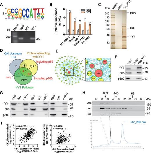 Figure 1. YY1 is a key transcription factor for QKI expression in PLC-PRF-5 cells. A, ChIP-seq analysis on the DNA-binding motifs of YY1 on the promoters of QKI (top). ChIP experiments on the QKI promoter by using antibodies against YY1 in PLC-PRF-5 cells. B, Dual-luciferase reporter assay in four HCC cells. The promoter activities of QKI were significantly increased because of overexpressed YY1. C, Pull-down analysis on YY1-associated proteins. Cellular extracts from Flag-YY1–expressing PLC-PRF-5 cells were subjected to affinity purification with anti-Flag affinity columns and eluted with Flag peptide. Elutes were resolved through SDS-PAGE and silver stained. D, Venn diagram of transcription factors on the upstream of QKI prediction by using Chipbase database, proteins interacting with YY1 by using FPclass database, and proteins interacting with YY1 by performing pulldown analysis. E, Protein–protein interaction network of 87 red-marked proteins in the intersection of D. F, Immunoblot for YY1, p65, and p300 by using pulldown products. G, Coimmunoprecipitation of endogenous YY1, p65, and p300 was performed in PLC-PRF-5 cells. H, Fast protein liquid chromatography experiments in PLC-PRF-5 cells. Chromatographic elution profiles and immunoblot analysis of the chromatographic fractions with antibodies against the indicated proteins are shown. Equal volumes from each fraction were analyzed, and the elution positions of the calibration proteins with known molecular masses (kDa) are indicated. I, Coexpression analyses on YY1, p65, and QKI in TCGA Database. Data are presented as means ± SD. **, P < 0.01.