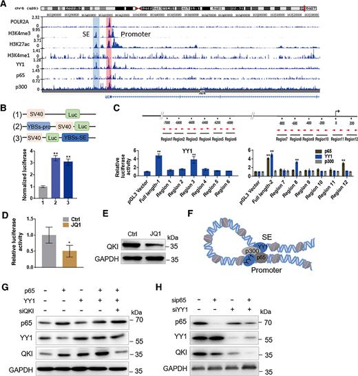 Figure 2. YY1 enhances QKI gene transcription and translation through the formation of a complex with p65 and p300. A, Human QKI genomic locus with ChIP-Seq data from the Cistrome Data Browser database. B, Reporter assay constructs; summary of luciferase promoter and enhancer assays of YY1-binding sites (YBSs-Pro and YBSs-SE) in PLC-PRF-5 cells. C, QKI promoter deletion cloned upstream of the luciferase gene in the pGL3 luciferase reporter. Activity values were normalized to Renilla luciferase activity. D, Luciferase activities with JQ1 treatment. E, Western blot analysis detecting QKI expression with JQ1 treatment. F, Schematic of the mechanism through which YY1/p65/p300 regulates QKI. G, QKI expression measured through Western blot analysis in PLC-PRF-5 cells transfected with YY1 or p65 alone or cotransfected with QKI siRNA. H, QKI expression measured by using Western blot analysis with the transfection of YY1 or p65 siRNA.