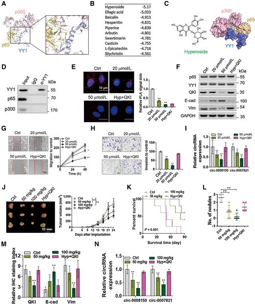Figure 7. Hyperoside inhibits the EMT and metastasis of HCC by targeting YY1 complex. A, Detailed binding mode of YY1, p65, and p300. B, Prediction score of docking between small-molecule drugs and YY1 complex. C, Left, the structure of hyperoside. Right, predicted binding modes of hyperoside (green) and YY1/p65/p300 complex. D, Coimmunoprecipitation of endogenous YY1, p65, and p300 was performed in PLC-PRF-5 cells treated with 120 μmol/L hyperoside. E, The effect of hyperoside on YY1 and p65 interaction assessed by using Duolink proximity assay. F, Western blot analysis with antibody against p65, YY1, QKI, E-cadherin, and vimentin under different treatments. Western blots were also probed for GAPDH as a loading control. G–H, Migration and invasion of PLC-PRF-5 cells with different treatments. I, qRT-PCR analysis on circ-0008150 and circ-0007821 levels under hyperoside and QKI treatment. J, Representative images and tumor growth curves of nude mice in four groups. K, Survival curve of nude mice in four groups. L, Metastatic lung nodules were counted in each group. M, IHC staining index of QKI, E-cadherin, and vimentin in HCC tissues in different groups. N, Expression of circ-0008150 and circ-0007821 analyzed by using qRT-PCR. Data are presented as means ± SD. *, P < 0.05; **, P < 0.01.