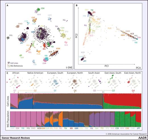 Figure 1. Estimated genetic ancestry of cell lines within key cell line panels with the 1000 Genomes Project (1kG) reference populations. A, t-SNE plot of SNP data for cell line panels and 1kG reference populations where each reference population is labeled with the 1kG label (see Supplementary Table S8 for abbreviation definitions) and the cell lines are labeled as small purple circles primarily clustered in the JPT (Japan), GBR (Great Britain), and CEU (Utah residents with Northern and Western European Ancestry) clusters, indicating the majority of cell lines are limited to a few major genetic ancestral groups. B, Principal component analysis (PCA) plot of the cell line panels with the 1kG reference populations. C, Panel of t-SNE plots showing specific estimated admixture component of ancestral populations estimated through an Admixture analysis with 1kG references and cell lines (7 populations, Q1–Q7; see Supplementary Table S5 for Admixture proportions). Shown are samples with majority admixture (Q1–Q7 color) for the specific population. Waterfall plots show the relative component fraction in each cell line and 1kG sample.