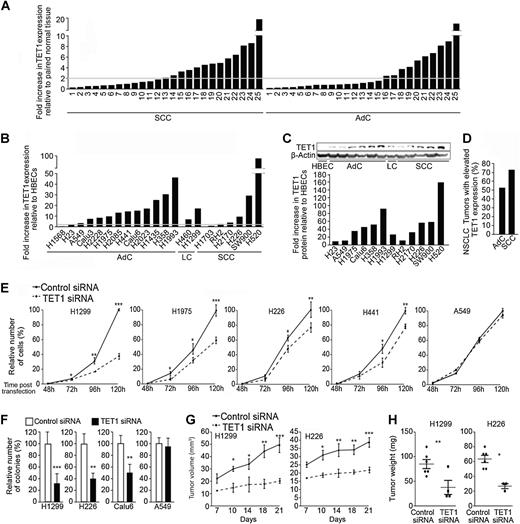 Figure 1. TET1 gene expression is elevated in human lung tumor samples and NSCLC-derived cell lines and contributes to cell growth. A, TET1 mRNA levels were assessed in adenocarcinoma (AdC) and SCC tumor samples (n = 25 each) compared with paired normal lung tissue. B, TET1 mRNA levels in thirteen adenocarcinoma-, two large cell (LC)-, and six SCC-derived cell lines were compared with mean value for HBEC cell lines. Horizontal line, 2-fold increase in TET1 levels. C, TET1 protein levels in NSCLC cell lines and quantification. D, Expression of TET1 in lung cancer tumors in TCGA from adenocarcinoma and SCC tumors compared with normal lung tissues (P < 0.0001). H1299, H1975, H226, H441, A549, and Calu6 cells were transfected with control versus TET1 siRNA and analyzed for proliferation (E) and colony formation (F) 120 hours after transfection. H1299 and H226 cells transfected with control versus TET1 siRNA were used for xenograft tumor formation in nude mice with assessment of tumor volume (G) and mass (H). Results are presented as an average of three (in vitro) or two (in vivo) experiments ± SEM. *, P < 0.05; **, P < 0.01; ***, P < 0.001.