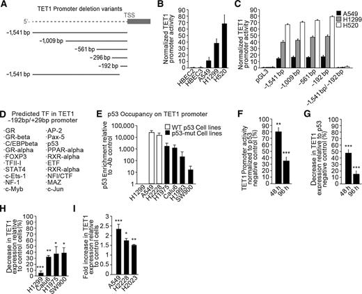 Figure 2. TET1 expression in NSCLC cell lines is regulated by p53 binding in its proximal promoter region. A, Seven deletion variants of TET1 promoter ranging from −1,541 bp to +29 bp from transcription start site were cloned. B, Transcriptional activity of the construct carrying full TET1 promoter (−1,541 bp to +29 bp) was analyzed in NSCLCs and HBECs with various TET1 mRNA levels. C, Deletion variants were tested in three NSCLCs lines to identify minimal active region of TET1 promoter. D, Predicted transcription factor (TF)–binding sites located in −192 bp/+29 bp TET1 promoter fragment were identified in silico using PROMO software. E, Cells characterized by p53-null (H1299), p53-mut (H1975, Calu6, H1993, and SW900), and WT p53 (A549 and H2228) status were evaluated using ChIP for p53 enrichment on the TET1 endogenous promoter. H1299 cells with temperature-induced WT p53 expression (cultured at 32°C) were analyzed for −192 bp/+29 bp TET1 promoter activity (F) and endogenous TET1 mRNA levels (G) and normalized to WT p53–negative control (cultured at 37°C). H, Cells lines characterized by p53-null (H1299) or p53-mut (Calu6, H1975, and SW900) status were transfected with WT p53–coding versus GFP-coding adenoviral vectors and were analyzed for TET1 mRNA levels 48 hours later with normalization to PCNA. I, Cells characterized by WT p53 status (A549, H2228, and H2023) were transfected with p53-targeting versus control siRNA and analyzed 48 hours later for TET1 mRNA. Experiments were performed in triplicate and are presented as mean ± SEM. *, P < 0.05; **, P < 0.01; ***, P < 0.001.