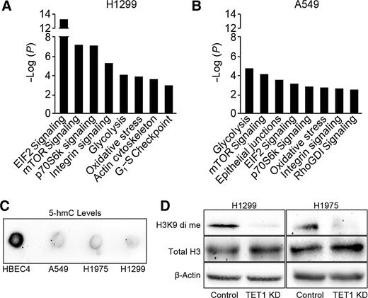 Figure 5. TET1 reprograms the lung cancer cell transcriptome via CpG oxidation–independent mechanism that in part involves chromatin remodeling through H3K9 dimethylation. A and B, The Illumina Whole-Genome Gene Expression BeadChip followed by Ingenuity Pathway Analysis was used to identify pathways changed in control versus TET1 knockdown H1299 and A549 cells 96 hours after transfection with siRNA. C, Genomic DNA isolated from HBEC4, A549, H1975, and H1299 cells was analyzed for 5-hmC levels using dot blot analysis. D, Levels of dimethylated H3K9 and total H3 with normalization to β-actin were measured using Western blot in control versus TET1 knockdown (KD) H1299 and H1975 cells 72 hours after transfection with siRNA.