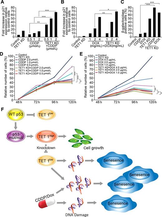 Figure 6. TET1 targeting sensitizes lung cancer cells to therapy-induced senescence and growth reduction. A and B, Control versus TET1 knockdown (KD) H1299 cells were incubated with cisplatin (CDDP) or doxorubicin (DOX) 24 hours after transfection for 48 hours and were analyzed for p21 mRNA. Cells incubated with cisplatin or doxorubicin for 96 hours (120 hours after transfection with control versus TET1 siRNAs) were analyzed for senescence using the β-galactosidase assay (C) and for total number of cells (D and E). Results are presented as an average of three experiments ± SEM. *, P < 0.05; **, P < 0.01; ***, P < 0.001. Statistical comparison was performed for cisplatin- versus TET1 knockdown + cisplatin-treated cells and doxorubicin- versus TET1 knockdown + doxorubicin-treated cells. F, The mechanism of TET1 gene overexpression and function in lung cancer is depicted.