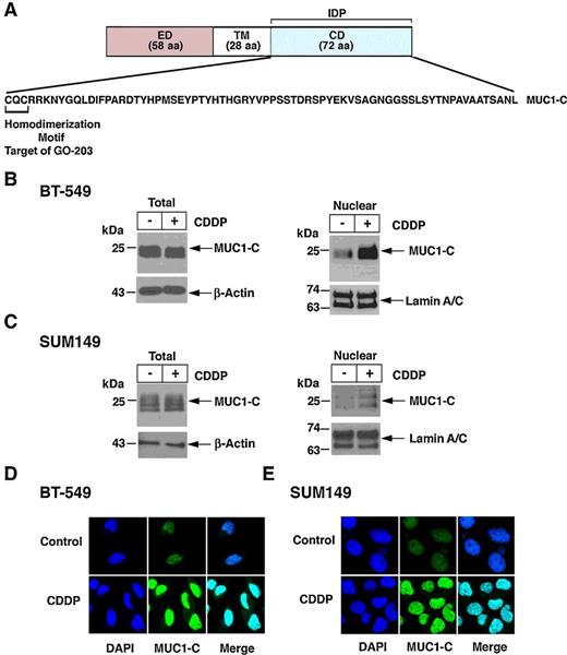 Figure 1. Nuclear localization of MUC1-C in the DDR. A, Structure of the MUC1-C protein with the 58 aa extracellular domain (ED), 28 aa transmembrane domain (TM), and 72 aa cytoplasmic domain (CD). Highlighted is the aa sequence of the CD, which is an intrinsically protein (IDP). The CQC motif is necessary for MUC1-C homodimerization and nuclear localization, and is the target of the cell-penetrating peptide GO-203 (R9-CQCRRKN). B and C, BT-549 (B) and SUM149 (C) cells were left untreated or treated with 10 μmol/L CDDP for 24 hours. Total cell (left) and nuclear (right) lysates were analyzed by immunoblotting with antibodies against the indicated proteins. D and E, BT-549 (D) and SUM149 (E) cells were left untreated (Control) or treated with 10 μmol/L CDDP for 24 hours. The cells were stained with DAPI and analyzed for nuclear MUC1-C localization by confocal microscopy.