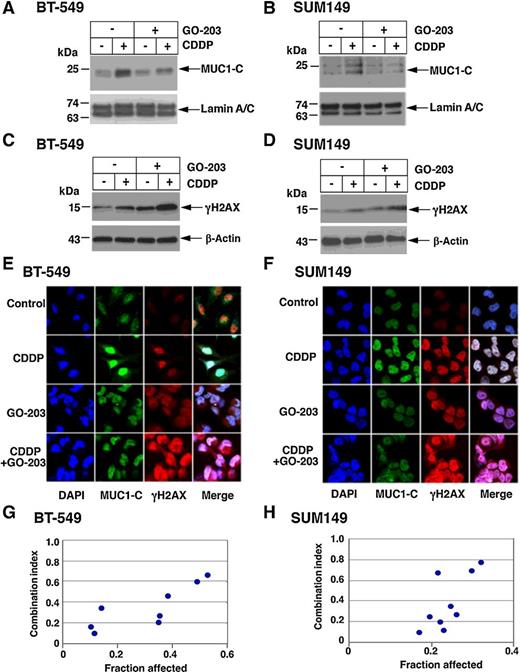 Figure 3. Targeting MUC1-C with the GO-203 inhibitor attenuates nuclear localization of MUC1-C and induces γH2AX. A–D, BT-549 (A and C) and SUM149 (B and D) cells were left untreated or treated with 1 μmol/L GO-203 for 48 hours and then without or with 10 μmol/L CDDP for 24 hours. Nuclear (A and B) and total (C and D) lysates were immunoblotted with antibodies against the indicated proteins. E and F, BT-549 (E) and SUM149 (F) cells were treated with 10 μmol/L CDDP for 24 hours, 1 μmol/L GO-203 for 48 hours, or GO-203 for 48 hours and then CDDP for 24 hours. The cells were stained with DAPI and analyzed for nuclear MUC1-C and γH2AX by confocal microscopy. G and H, BT-549 (G) and SUM149 (H) cells were left untreated or treated with 0.1, 0.3, or 1 μmol/L GO-203 in the absence and presence of different concentrations of CDDP (Supplementary Fig. S4A and S4B). Cell viability was determined by Alamar blue staining. The results represent the CI values, which at <1.0 denote synergism.