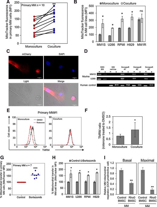 Figure 2. Mitochondria are transferred from BMSC to multiple myeloma (MM) cells in vitro and in vivo. Primary multiple myeloma cells (n = 10; A) or multiple myeloma cell lines (n = 5; B) were prestained with 200 nmol/L MitoTracker Green FM and were cultured for 24 hours on BMSC stained with MitoTracker Green FM. MitoTracker fluorescence was analyzed in the multiple myeloma cells by flow cytometry. C, RPMI multiple myeloma cell line was grown on rLV.EF1.mCherry BMSC, and mCherry acquisition by multiple myeloma cells was detected by fluorescent microscopy. D, NSG mice were injected with either MM1S-luc cells or U266-Luc cells. Two weeks after engraftment, multiple myeloma cells were isolated from the BM, and total DNA was extracted from the purified multiple myeloma populations and analyzed by PCR for murine and human-specific mitochondrial and genomic DNA. PCR products were visualized by agarose gel electrophoresis. E, Primary MM#1 was treated with 25 μmol/L rotenone or DMSO for 15 minutes and then washed and cultured with or without BMSC. Multiple myeloma cells were then stained with 30 nmol/L TMRM for 15 minutes before flow cytometry analysis. Representative flow cytometry plots are presented. F, Primary multiple myeloma and multiple myeloma cell lines (n = 5) were treated as in E, and TMRM ratio of rotenone/DMSO of multiple myeloma cells grown with and without BMSC is presented. G and H, Mitochondrial transfer levels were assessed, using MitoTracker Green, from BMSC to primary multiple myeloma cells (n = 7; G) or multiple myeloma cell lines (n = 4; H) upon the addition of 10 nmol/L bortezomib. I, Rho0 BMSCs were generated from the BMSC cell line HS-5. Multiple myeloma primary cells were then grown on control BMSC or rho0 BMSC for 48 hours, and multiple myeloma cells were then analyzed by Seahorse for OCR at basal and maximal conditions. ns, nonsignificant; *, P < 0.05; **, P < 0.01; ***, P ≤ 0.001.