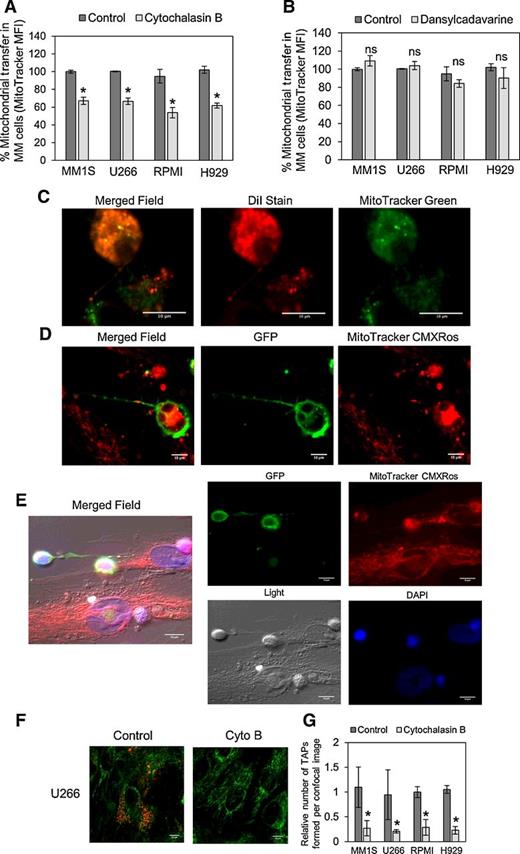 Figure 3. Mitochondrial transfer in multiple myeloma is via TNTs. Multiple myeloma cell lines and BMSC were prestained with 200 nmol/L MitoTracker Green for 1 hour and then cultured together before 24-hour drug treatment, with 350 μmol/L cytochalasin B (A) and 50 μmol/L dansylcadavarine (B). Flow cytometry was used to detect MitoTracker Green FM in the multiple myeloma cells. C, MM1S cells were stained with Vybrant Dil for 1 hour and washed three times in PBS. BMSCs were stained with MitoTracker Green FM for 1 hour and washed three times in PBS. Multiple myeloma cells and BMSCs were then cocultured for 24 hours before fixation using paraformaldehyde. Cells were visualized by confocal microscopy. D and E, MM1S cells lentivirally transduced with the rLV.EF1.AcGFP-Mem9 virus were cultured with BMSC stained with MitoTracker CMXRos for 24 hours before fixation with paraformaldehyde. Confocal microscopy imaging highlighted TNTs formed between the multiple myeloma and BMSC. F, U266 multiple myeloma cells and BMSC were prepared and cultured as in C. U266 multiple myeloma cells were washed off prior to fixation. TAPs on BMSC were visualized by confocal microscopy and quantified on each confocal image obtained (n = 5). G, This was carried out also for multiple myeloma cell lines MM1s, RPMI, and H929. ns, nonsignificant; *, P < 0.05.