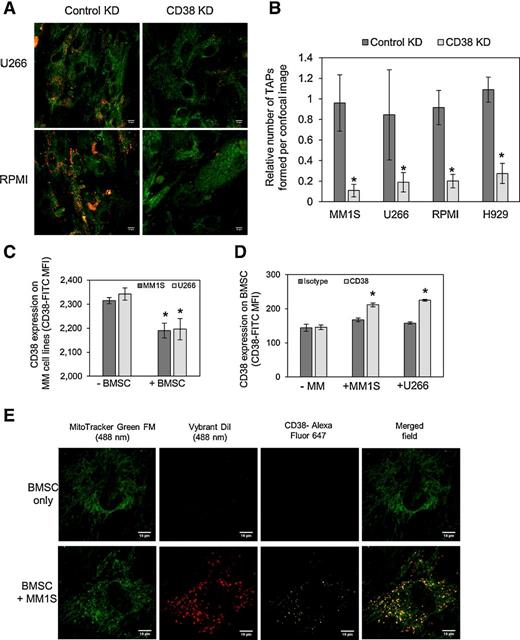 Figure 5. Tumor cell CD38 supports the formation of TNTs. A, MM1S, U266, RPMI, and H929 multiple myeloma (MM) cell lines, transduced with a lentivirus targeted to CD38 or control, were stained with Vybrant Dil for 1 hour and washed three times in PBS. BMSCs were stained with MitoTracker Green FM for 1 hour and washed three times in PBS. Multiple myeloma cells and BMSCs were then cocultured for 24 hours, and multiple myeloma cell lines were removed before fixation using paraformaldehyde. TAPs were visualized on BMSC by confocal microscopy. B, TAPs formed by control KD and CD38 KD cells were quantified on BMSC using confocal images obtained (n = 5). C and D, MM1S and U266 multiple myeloma cell lines were cocultured with BMSC for 24 hours. Cells were removed and analyzed for CD38 expression by flow cytometry. E, The location of CD38 on BMSC, after TAP formation by MM1S cells, was determined by staining with a CD38 antibody (Alexa Fluor 647). TAPs and CD38 expression were visualized on BMSC by confocal microscopy. *, P < 0.05.