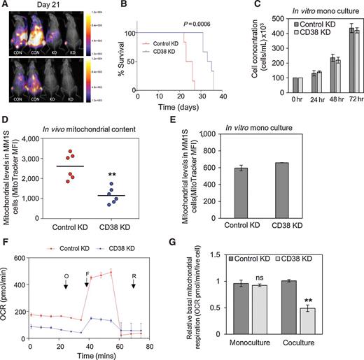 Figure 6. Targeting CD38 in vivo blocks mitochondrial transfer and improves animal survival. A, Mice were imaged using bioluminescence weekly to monitor engraftment and disease progression in the animals injected with control and CD38 KD MM1S-luc cells. B, The survival of NSG mice injected with either control KD or CD38 KD MM1S-luc cells. C, Control KD and CD38 KD MM1S-luc cells were plated at a concentration of 100 × 103 cells/mL. The growth capacity of both cell types was monitored over a 72-hour period using trypan blue exclusion. D, Mitochondrial levels were analyzed in the purified control KD and CD38 KD multiple myeloma cells, after isolation from recipient animals, by staining for 15 minutes in 200 mmol/L MitoTracker Green and flow cytometry. E, Mitochondrial levels in control KD and CD38 KD multiple myeloma cells cultured in vitro were analyzed by MitoTracker fluorescence. F, CD38 KD and control KD MM1S cells were grown in vitro with and without BMSC for 72 hours prior to analysis by the Seahorse extracellular flux analyzer with MitoStress kit. G, OCR of CD38 KD and control KD MM1S cultured with BMSC. Data represented as mean ± SD. F, Basal mitochondrial respiration of CD38 KD and control KD MM1S cells grown with and without BMSC. ns, nonsignificant; **, P < 0.01.
