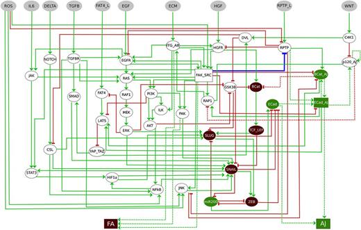 Figure 1. Regulatory network of cell adhesion properties controlled by the microenvironment including key components involved in EMT and their interactions. Inputs from the microenvironment are denoted in gray, epithelial markers in green, and mesenchymal markers in dark brown. Inhibitions are denoted by red blunt arrows and activations by green arrows. The blue interaction indicates a putative regulatory interaction. Plain edges denote documented regulatory interactions, whereas dashed edges correspond to indirect interactions. Ellipsoidal components are associated with Boolean levels, whereas rectangles indicate multivalued level components. The two readouts AJ and FA define the cell commitment in assembling AJs and in remodeling FAs, respectively.