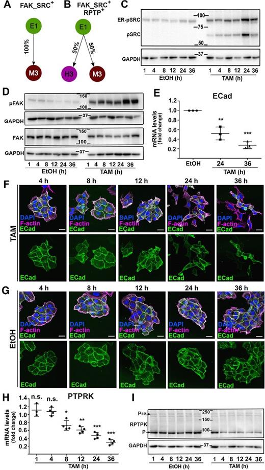 Figure 3. SRC downregulates PTPRK prior to acquiring mesenchymal features. A and B, Probabilities of the reachable phenotypes when FAK_SRC is overactivated when starting from an E1 phenotype in the presence of the inhibitory interaction of FAK_SRC on RPTP (FAK_SRC+; A) or when maintaining RPTP expression (FAK_SRC+, RPTP+; B). C and D, Western blots on protein extracts from MCF10A-ER-SRC cells treated with tamoxifen (TAM) for the time indicated, blotted with anti-pSRC (C, top), which revealed ER-pSRC and endogenous pSRC or anti-pFAK or anti-FAK (D). The corresponding blotting with anti-GAPDH is shown below each blot. The same extracts have been used for comparison between pFAK and FAK levels. E, ECad mRNA levels in extracts from MCF10A-ER-SRC cells treated with tamoxifen for 24 or 36 hours, normalized to those of MCF10A-ER-SRC cells treated with EtOH for the same period of time and to GAPDH. F and G, Standard confocal sections of MCF10A-ER-SRC cells treated with tamoxifen (F) or EtOH (G) for the time indicated, stained with ECad (green), phalloidin (magenta) to mark actin filaments, and DAPI (blue) to mark nuclei. Scale bars, 20 μm. H, PTPRK mRNA levels on extracts from MCF10A-ER-SRC cells treated with tamoxifen for the time indicated, normalized to those of MCF10A-ER-SRC cells treated with EtOH for the same period of time and to GAPDH. I, Western blots on protein extracts from MCF10A-ER-SRC cells treated with tamoxifen for the time indicated, blotted with anti-RPTPK or anti-GAPDH. Pre and P indicate the precursor and P subunit of RPTPK, respectively. Quantifications are presented as mean ± SD. n.s., nonsignificant; *, P < 0.05; **, P < 0.005; ***, P < 0.001 (one-way ANOVA).