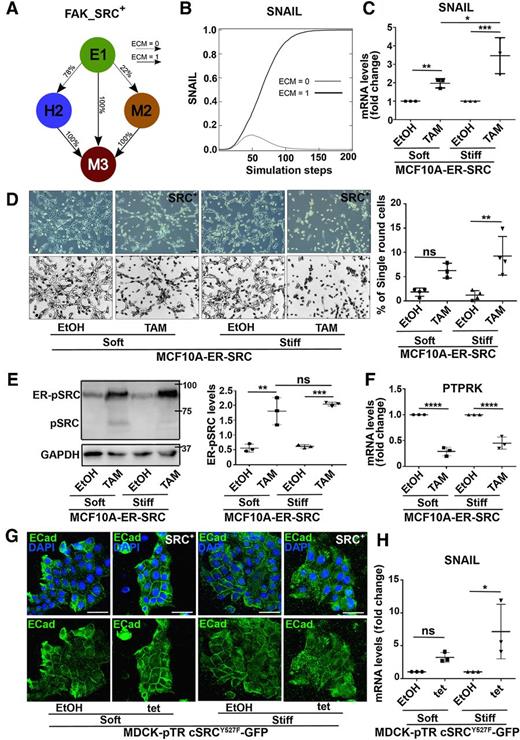 Figure 5. Simulations and experimental validation identify a synergistic effect of ECM stiffening and SRC on SNAIL expression and on the acquisition of EMT features. A, Probabilities of the reachable phenotypes when FAK_SRC is overactivated (FAK-SRC+), starting from an E1 phenotype, in condition of a soft ECM (ECM = 0) or of a stiff ECM (ECM = 1). B, Simulation of SNAIL expression when FAK_SRC is overactivated (FAK_SRC+), starting from an E1 phenotype, in condition of a soft ECM (ECM = 0) or a stiff ECM (ECM = 1). C, SNAIL mRNA levels on extracts from MCF10A-ER-SRC cells plated on soft (1 mg/mL) or stiff (5 mg/mL) collagen gels and treated with EtOH or tamoxifen (TAM) for 24 hours. D, Phase-contrast images and their corresponding inverted images of MCF10A-ER-SRC cells plated on soft (1 mg/mL) or stiff (5 mg/mL) collagen gels and treated with EtOH or tamoxifen for 48 hours (left). Percentage of isolated round MCF10A-ER-SRC cells for each experimental condition (right). E, Western blots on protein extracts from MCF10A-ER-SRC cells plated on soft (1 mg/mL) or stiff (5 mg/mL) collagen gels and treated with EtOH or tamoxifen for 24 hours, blotted with anti-pSRC, which revealed ER-pSrc and endogenous pSRC (top left) or anti-GAPDH (bottom left). Right, quantification of ER-pSRC levels for each experimental condition. F, PTPRK mRNA levels normalized to GAPDH on extracts from MCF10A-ER-SRC plated on soft (1 mg/mL) or stiff (5 mg/mL) collagen gels and treated with EtOH or tamoxifen for 24 hours. G, Standard confocal images of MDCK-pTR cSRCY527F-GFP plated on soft (1 mg/mL) or stiff (5 mg/mL) collagen gels and treated with tetracycline for 48 hours, stained with anti-ECad (green) and DAPI (blue). Scale bars, 100 μm. H, SNAIL mRNA levels normalized to GAPDH on extracts from MDCK-pTR cSRCY527F-GFP cells plated on soft (1 mg/mL) or stiff (5 mg/mL) collagen gels and treated with EtOH or tetracycline for 48 hours. Quantifications are presented as mean ± SD. n.s., nonsignificant; *, P < 0.05; **, P < 0.005; ***, P < 0.001; ****, P < 0.0001 (one-way ANOVA).