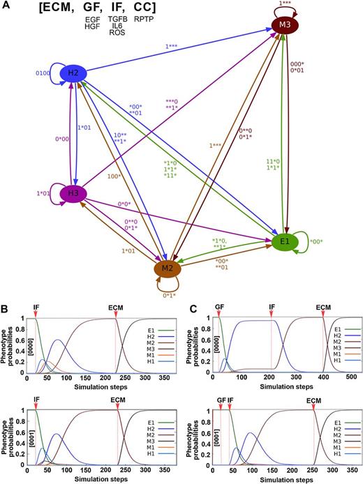 Figure 6. Effects of altering microenvironmental conditions on the acquisition of distinct EMT phenotypes. A, Simplified (“strong”) reprogramming graph showing existence of plasticity trajectories between phenotypes. Nodes denote the phenotypes: epithelial (E1), hybrid (H2 and H3), and mesenchymal (M2 and M3). Edge labels indicate the input configurations under which the corresponding trajectory is feasible. Inputs are shown in the following order [ECM, GF, IF, CC], with ECM stiffening (ECM), inflammation (IF), growth factors (GF), cell–cell contact (CC). 1, activated/present; 0, inactivated/absent; and *, that both values 0 and 1 are possible (complete “strong” and “weak” reprogramming graphs are shown in Supplementary Fig. S7 and S8). B and C, Scenarios by which microenvironmental inputs trigger EMT. Dynamics of the phenotype probabilities starting from the epithelial phenotype E1, with input configurations set to [ECM, GF, IF, CC] = [0000] (top) or to [0001] (bottom); cells change phenotypes upon sequential stimulations by inflammation (IF) and ECM stiffening (ECM; B) or growth factors (GF), inflammation (IF), and ECM stiffening (ECM; C). Phenotypes are epithelial (E1), hybrid (H1 and H2), and mesenchymal (M1, M2, and M3).
