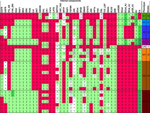 Stable states denoting diverse phenotypes.