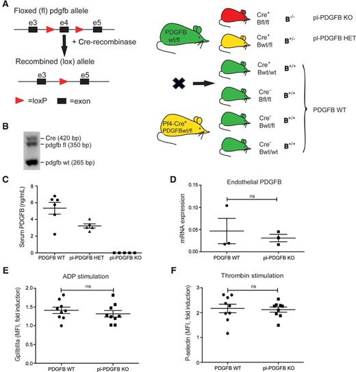 Platelet-Specific PDGFB Ablation Impairs Tumor Vessel Integrity and ...