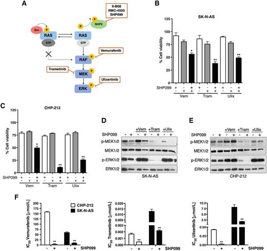 NRAS Status Determines Sensitivity to SHP2 Inhibitor Combination ...