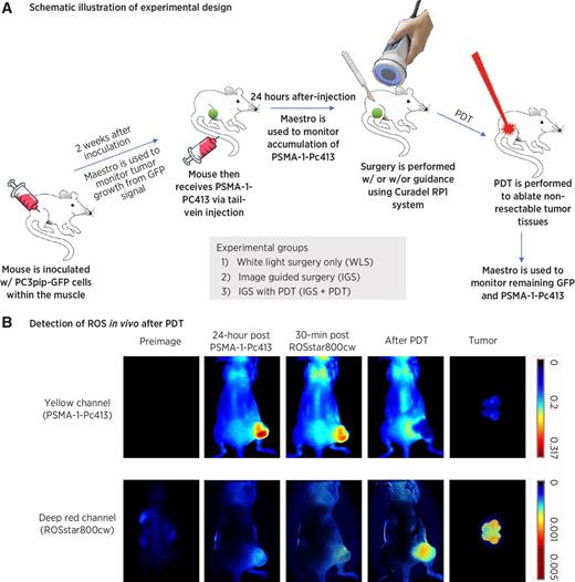 Figure 1. Experimental design and generation of ROS in vivo. A, Scheme of experimental design. B, Detection of ROS in vivo after PDT. Mice bearing PC3pip tumor received PSMA-1-Pc413 and 24 hours later were administered ROSstar800cw, which detects ROS. Both PSMA-1-Pc413 and ROSstar800cw fluorescence were measured before and after light irradiation. Fluorescent signal in the deep red channel was observed after PDT, indicating generation of ROS after PDT.
