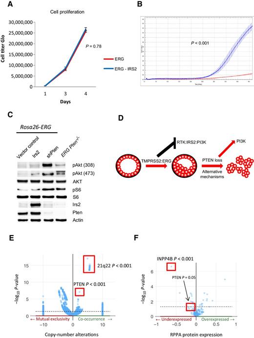 Figure 5. IRS2 expression promotes cell migration in a PI3K-dependent manner but is not sufficient for tumorigenesis. A, Overexpression of IRS2 in Rosa26-ERG organoids is not associated with increased cell proliferation. Experiment performed in triplicate. Error bars, SD from the mean. B, Overexpression of IRS2 promotes cell migration in a Boyden chamber assay. Experiment performed in triplicate, with measuring cell density. Error bars, SD from the mean. C, Western blot analysis comparison of IRS2 overexpression compared with shPten demonstrated a greater increase in pAkt signaling following knockdown of Pten (experiment run in triplicate). D, Model of the selective evolution of prostate cancer progression in tumor harboring ERG genomic rearrangements. E, Genomic data from TCGA profiled primary prostate cancers demonstrate a significant enrichment for PTEN loss in ERG-positive prostate cancers. F, RPPA data from TCGA profiled primary prostate cancers demonstrated a significant reduction in protein expression of INPP4B and PTEN in ERG-positive tumors.