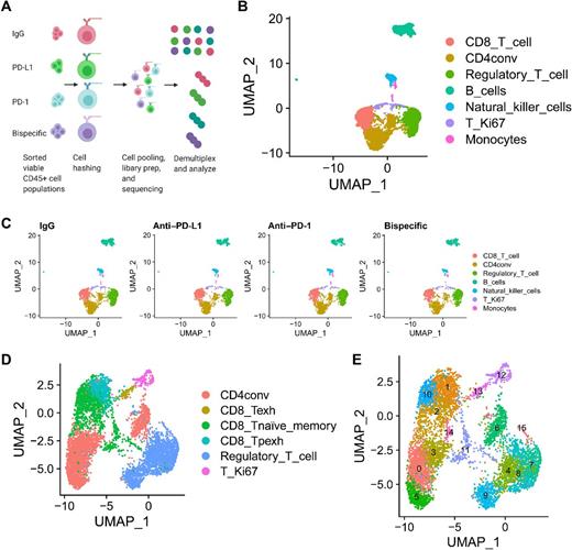 Figure 3. scRNA-seq analysis of treated organoid co-cultures offers a comprehensive assessment of all immune cell types post-ICB treatment. A, Schematic of scRNA-seq experiment. A single organoid co-culture was treated with isotype control, anti-PD-L1, anti-PD-1, or anti-PD-1/PD-L1. Viable CD45+ cells were sorted 96 hours later, hashed with different barcodes for each treatment, mixed in equal proportion, and submitted for 10× genomics library preparation and subsequent sequencing analysis. B–E, scRNA-seq analysis comparing results in the organoid co-cultures across treatments. B, UMAP demonstrating all immune cells detected in the pool of mixed cells from all treatments from the organoid co-cultures. The color code for each cell type is shown on the right. C, UMAPs demonstrating the cells detected in organoid co-cultures from each treatment in the populations in B are shown separately to demonstrate equal distribution of all lineages across treatment. Treatment is indicated above the graph and cell type is indicated by a color code on the right. D and E, UMAPs are shown to demonstrate all T-cell subsets detected across the mixture of cells analyzed across all four treatments and that within each of these subsets there are 15 separate clusters with unique transcriptional states. Cell types are indicated by color codes on the right, and clusters are numbered in E. CD4conv, conventional nonregulatory CD4 T cells; T_Ki67, proliferating T cells; CD8_Tpexh, progenitor-exhausted CD8 T cells; CD8_Tnaïve_memory, naïve and memory CD8 T cells; regulatory_T_cell, regulatory CD4 T cells; CD8_Texh, terminally exhausted CD8 T cells.