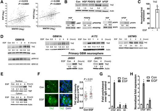 Figure 1. EGF induces TAZ expression in GBM cells. A, TAZ (WWTR1) mRNA levels positively correlate with EGF and FGF2 levels in GBM specimens from the TCGA database (n = 454). B, GBM1B cells were depleted of growth factors for 16 hours and treated with RTK ligands as indicated for 1 hour or 5 minutes for testing TAZ induction or phosphorylation of their receptors, respectively. Con, RTK ligand-untreated cells. C, GBM1B cells were deprived from growth factors for 16 hours and treated with EGF for 2 hours. TAZ mRNA was measured by qRT-PCR. D, After growth factor depletion for 16 hours, GBM cells as marked received EGF treatment for the indicated times. Con, untreated cells. TAZ protein was quantified by Western blotting. E and F, After growth factor depletion for 16 hours, GBM1B cells were treated with EGF for the indicated times. Con, untreated cells. E, TAZ Western blotting was performed using proteins from nuclear and cytosol fractions. F, Cells with ± EGF treatment (4 hours) were subjected to TAZ immunostaining and quantification of TAZ signal intensity in DAPI+ nuclei. DAPI, nuclear counterstaining; bar, 10 μm; n = 50. G and H, The same cells as used in E were subjected to TAZ ChIP-PCR with IgG as the control (G). NC, negative control regions randomly selected from the genome). CTGF and MYC transcription was also quantified (H). Protein fold expression normalized to β-actin; total levels of receptors or TBP (E) are shown below each lane. Data are represented as mean ± SEM. *, P < 0.01.