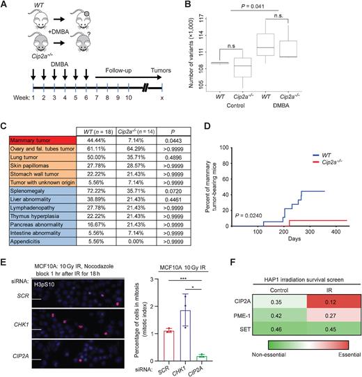 Figure 1. Cip2a knockout mice are selectively resistant to DMBA-induced mammary tumorigenesis. A, DMBA was orally administered to WT and Cip2a−/− mice once a week for 6 consecutive weeks, after which, mice were monitored for signs of spontaneous tumor formation. B, Number of genetic variants in exons of the expressed genes in nontreated (control) and DMBA-treated WT (n = 3) and Cip2a−/− (n = 3) mouse mammary glands. P value by the Wilcoxon test. C, Incidences of tumor formation in different tissues in sacrificed DMBA-administered WT (n = 18) and Cip2a−/− (n = 14) mice. P values between WT and Cip2a−/− groups calculated by the Fisher exact test. D, Incidence of mammary tumors in WT (n = 18) and Cip2a−/− (n = 14) mice after starting administration of DMBA. P value by the log-rank test. E, Mitotic index analysis of MCF10A cells transfected with the indicated siRNAs. Cells were treated with 10 Gy radiation dose and nocodazole (100 ng/mL) block 1 hour after IR for 18 hours. Mitotic cells were stained using phosphohistone H3 at Ser10. Scale bar, 100 μm. Bar graph shows the percentage of H3pS10-positive nuclei from three replicates, expressed as mean ± SD. Statistical analyses were conducted using unpaired t test for unequal variances. *, P < 0.05; ***, P < 0.001. F, Heat map of fraction of gene-trap insertions in the sense orientation compared with the total (sense and antisense) insertions in untreated HAP1 cells and HAP1 cells treated with successive low doses of IR (5 × 1 Gy). Color coding indicates essentiality of the indicated PP2A inhibitor protein for cell survival. n.s., nonsignificant.