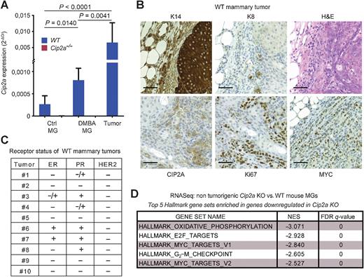Figure 2. Cip2a drives initiation of mouse BLBC-like tumors. A, qRT-PCR analysis of Cip2a mRNA expression normalized to Actb and Gapdh from WT and Cip2a−/− nontreated (Ctrl) and DMBA-administered mouse nontumorigenic mammary glands (MG), and from WT DMBA-induced mammary tumors. Shown is mean ± SD of 10 WT and 9 Cip2a−/− nontreated mammary glands (Ctrl MG), 3 WT, and 3 Cip2a−/− mammary glands from DMBA-administered mice, and 16 mammary tumors. P values calculated by the Mann–Whitney test. B, Representative images of immunohistochemical staining of keratin-14 (K14), keratin-8 (K8), CIP2A, Ki67 and MYC proteins and hematoxylin and eosin (H&E) from DMBA-induced mammary tumors from WT mice. Scale bar, 50 μm. C, Semiquantitative analysis of receptor status from 10 WT tumors. D, Top five enriched hallmark gene sets based on differentially regulated genes in nontumorigenic Cip2a KO mouse mammary glands treated with six doses of DMBA.