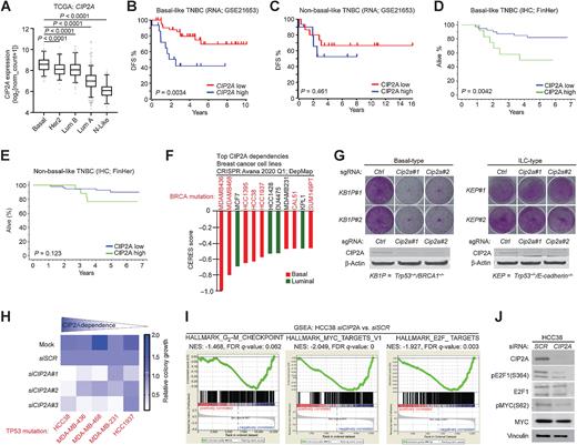 Figure 5. CIP2A is essential for survival of TP53/BRCA-mutant BLBC cells and drives proliferative signaling. A, Expression of CIP2A mRNA in indicated molecular breast cancer subtypes. Data derived from TCGA. P values by the unpaired t test. B, Disease-free survival of CIP2A high (n = 15) and CIP2A low (n = 45) expressing basal-like patients with TNBC in GSE21653 cohort. C, Disease-free survival of CIP2A high (n = 45) and CIP2A low (n = 132) expressing non-basal-like (HER2+, luminal A, luminal B, and normal-like) patients with breast cancer in GSE21653 cohort. D, Overall survival of CIP2A high (n = 12) and CIP2A low (n = 51) basal-like patients with TNBC in FinHer cohort. E, Overall survival of CIP2A high (n = 17) and CIP2A low (n = 47) non-basal like TNBC patients based IHC analysis from FinHer cohort. B–E, P values calculated by the log-rank test. F, CIP2A dependence of breast cancer cell lines with CERES score < −0.4 from DepMap portal (Avana 2020Q1). Lower CERES scores indicate that the cell line is more dependent on CIP2A. Color coding indicates the breast cancer subtype of the cell line based on PAM50 classification. G, Colony growth assays conducted on mammary tumor cell lines isolated from basal-type (KB1P#1 and KB1P#2: Brca1 and Trp53 mutant) and invasive lobular carcinoma (ILC)-type (KEP#1 and KEP#2: E-cadherin and Trp53 mutant) mouse models; Cip2a was knocked out using CRISPR/Cas9 using two unique gRNAs. Western blots from the same samples probed for CIP2A below. Shown are representative images of at least two independent biological repeats for each cell line. H, Summary of CIP2A dependence on colony growth of indicated TP53-mutant TNBC cell lines transfected with Mock, nontargeting siRNA (siSCR), or three unique CIP2A-targeting siRNAs (siCIP2A #1, #2, #3). Colony areas were quantified and normalized to siSCR. I, Gene set enrichment analysis (GSEA) conducted on differentially expressed genes obtained from RNA-seq of HCC38 cells depleted with three unique CIP2A siRNAs. J, HCC38 cells transfected with SCR or CIP2A siRNAs for 72 hours and immunoblotted for indicated protein.