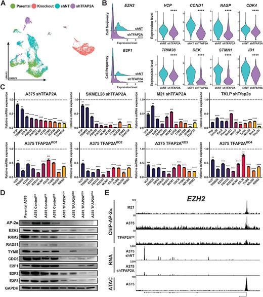 AP-2α–Mediated Activation of E2F and EZH2 Drives Melanoma Metastasis ...