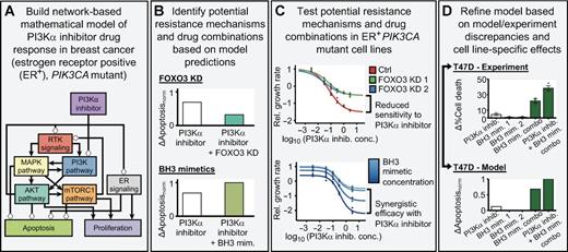 Figure 1. Outline of the research strategy followed in this work. A, We use a network-based mathematical model of oncogenic signal transduction in ER+, PIK3CA-mutant breast cancer. This model integrates the mechanistic knowledge of the response/resistance to PI3Kα inhibitors and recapitulates the drug resistance phenotype of a variety of known resistance mechanisms. B, On the basis of this model, we predict potential resistance mechanisms (e.g., FOXO3 knockdown) and drug combinations (BH3 mimetics) for PI3Kα inhibitors. C, We experimentally test these predicted resistance mechanisms and drug combinations in ER+, PIK3CA-mutant breast cancer cell lines. On the basis of these experiments, we can verify the model's predictions and pinpoint any discrepancies between the model and the experimental results. D, We use the experimental results and the discrepancies between the model and the experiments to refine the network-based mathematical model and incorporate the observed cell line–specific effects into a new version of the model.
