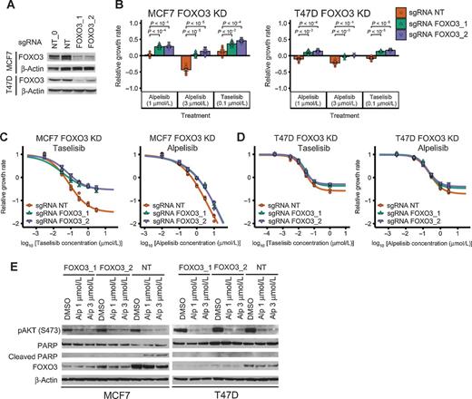 Figure 4. FOXO3 knockdown reduces sensitivity to PI3Kα inhibitors in ER+ breast cancer cell line models. A, Stable cell lines generated using CRISPR FOXO3 knockdown have reduced protein levels of FOXO3. NT and NT_0 are two distinct NT control guides; FOXO3_1 and FOXO3_2 are two distinct guides targeting FOXO3. The experiment and samples from A and Fig. 5A are the same, thus, so are the β-actin blots. In A, we show part of the blot, while in Fig. 5A we show the full blot. B–D, FOXO3 knockdown reduces sensitivity to PI3Kα inhibitors alpelisib and taselisib in ER+ breast cancer cell lines MCF7 and T47D. CellTiter-Glo assay was used to measure cell viability before drug treatment and after 6 days of drug treatment. An unpaired, two-sided t test was used for comparison between groups (B). Experiments in B, single-dose experiments, were optimized for the tested PI3Kα inhibitor concentrations. B used a larger number of initial cells than C and D (5,000 vs. 1,000 cells). The relative growth rate is calculated with respect to the growth rate of the DMSO control of each cell line condition. E, FOXO3 knockdown reduces PI3Kα inhibitor–induced cell death in MCF7. Cell death was measured using cleaved PARP levels.