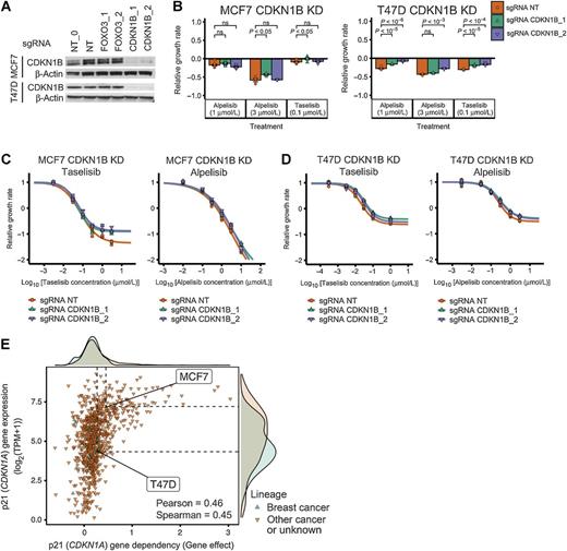 Figure 5. CDKN1B (p27) knockdown does not have a strong effect on PI3Kα inhibitor sensitivity in ER+ breast cancer cell line models. A, Stable cell lines were generated using CDKN1B CRISPR knockdown and showed reduced proteins levels of CDKN1B. NT and NT_0 are two distinct NT control guides. CDKN1B_1 and CDKN1B_2 are two distinct guides targeting CDKN1B. NT, NT_0, FOXO3_1, and FOXO3_2 are the same guides as in Fig. 4. The experiment and samples from Fig. 4A and A are the same, thus, so are the β-actin blots. In Fig. 4A, we show part of the blot, while in A we show the full blot. B–D, CDKN1B knockdown does not strongly reduce sensitivity to PI3Kα inhibitors alpelisib and taselisib in ER+ breast cancer cell lines MCF7 and T47D. The same experimental procedures and methods as in B–D of Fig. 4 were used for B–D of this figure. E, Sensitivity to p21 (CDKN1A) knockout in CRISPR/Cas-9 loss-of-function screens (DepMap) is strongly correlated with p21 gene expression. Sensitivity to gene knockout is measured using gene effect, which is such that gene effect = 0 means no effect and gene effect = −1 is the median effect of known common essential genes. ns, nonsignificant.