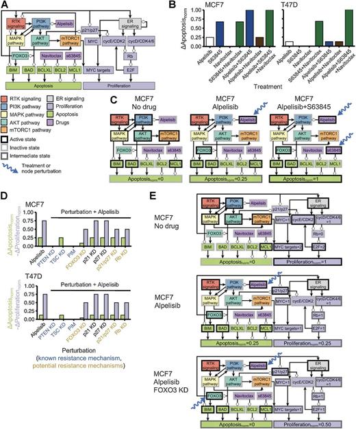 Figure 7. Cell line–specific network models reproduce the efficacy of combined PI3Kα inhibitors and BH3 mimetics and the effect of PI3Kα inhibitor resistance mechanisms in MCF7 and T47D. A, Condensed representation of the network model in which the cell line–specific models are based. The condensed representation includes nodes denoting pathways, biological outcomes, and drugs or proteins of interest for this work. Positive interactions are drawn with black arrowheads and negative interactions are drawn with white diamonds. A more complete representation of the network model is shown in Supplementary Fig. S4. B and C, MCF7-specific and T47D-specific network models reproduce the difference in cell death responses to BH3 mimetics, alpelisib, and their combination seen in these cell lines. D and E, Cell line–specific network models reproduce the drug resistance effect of PI3Kα inhibitor resistance mechanisms. Simulations in which a PI3Kα inhibitor resistance mechanism is active show an increased survivability (increased Proliferation$ and/or decreased Apoptosis$) compared with the case of alpelisib alone (D). We show the state of the nodes that influence Apoptosis$ and Proliferation$ in several conditions (C and E). The models encode the biological outcomes of cell death and proliferation using Apoptosi{s_{norm}}$ and Proliferatio{n_{norm}}$, respectively, which are a weighted and normalized (between 0 and 1) measure of the state of the nodes Apoptosis$ and Proliferation$. Starting from a cancerous state of each model, we performed 10,000 simulations in which the specified treatment or perturbation is maintained throughout the simulation and obtained the average value of Apoptosi{s_{norm}}$ and Proliferatio{n_{norm}}$ at the end of the simulations. \Delta Apoptosi{s_{norm}}$ and \Delta Proliferatio{n_{norm}}$ of a perturbation denote the difference with respect to the case of no perturbation (Apoptosi{s_{norm}}\ = \ 0$, Proliferatio{n_{norm}}\ = \ 1$) and are such that decreased survivability means an increase in \Delta Apoptosi{s_{norm}}$ or - \Delta Proliferatio{n_{norm}}$.