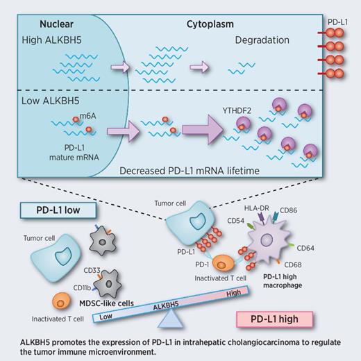 M6A Demethylase ALKBH5 Regulates PD-L1 Expression and Tumor ...