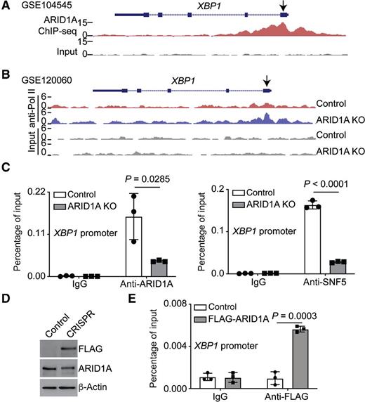 Targeting the IRE1α/XBP1 Endoplasmic Reticulum Stress Response Pathway ...