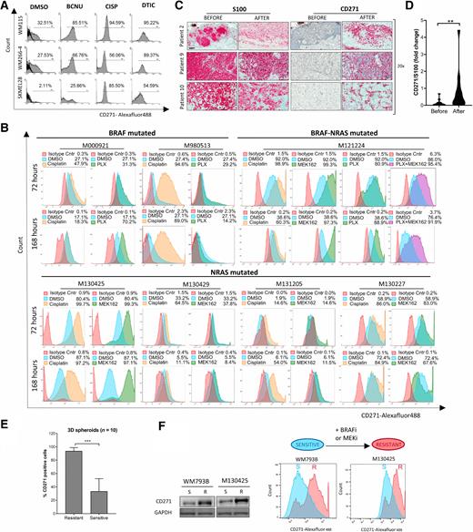 Figure 1. CD271 is upregulated by chemo- and MAPKi therapy. A, Melanoma cell lines were treated with carmustine (BCNU), cisplatin (CISP), and dacarbazine (DTIC) and CD271 expression was evaluated 48 hours later by FACS. B, Melanoma patient–derived cells were treated with cisplatin, PLX4032 (BRAFi), and/or MEK162 (MEKi). CD271 levels were analyzed by FACS 72 and 168 hours later. C, Paraffin blocks derived from 13 patients were collected before and after treatment with BRAFi + MEKi and stained with S100 and CD271 Abs. Scale bar, 100 μm. D, Quantification of melanoma CD271+ cells was performed by QuPath. The average of 10 areas was calculated and normalized to S100. Wilcoxon matched-pairs signed rank test was used (**, P < 0.01). E, Melanoma cells were cultured in 3D for 72 hours. Spheroids were treated with trypsin to obtain a single cell suspension and CD271 expression was evaluated by FACS. F, BRAF (WM793B) and NRAS (M130425) mutated targeted therapy sensitive (S) cell lines were cultured with increasing concentration of BRAFi or MEKi to make the cells resistant (R) in vitro. CD271 expression was evaluated by Western blot and FACS comparing resistant versus sensitive cells.