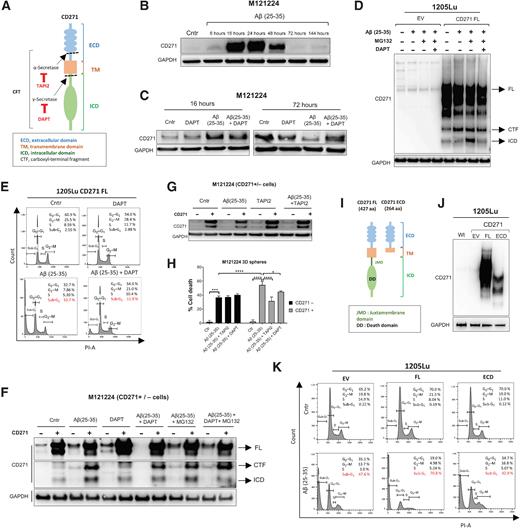 Figure 6. CD271 cleavage is required to activate Aβ(25–35)-induced apoptosis. A, Representation of CD271 cleavage sites and the inhibitors used. B, CD271 levels were evaluated by Western blot after treatment with Aβ(25–35) at different time points. C, M121224 cells were seeded in six-well plates and treated with Aβ(25–35) 40μmol/L ± DAPT (200 nmol/L) for 16 and 72 hours. Protein extracts were immunoblotted with CD271. D, 1205Lu CD271 EV and FL (full length) cells were pretreated with Aβ(25–35) 40 μmol/L for 23 hours, then MG132 (20 μmol/L) + DAPT (300 nmol/L) were added for 1 hour. CTF and ICD formation was evaluated by Western blot. E–G, 1205Lu FL cells were treated for 1 hour with DAPT (300 nmol/L; E), then Aβ(25–35) 40 μmol/L was added in the medium for 30 minutes and PI staining was performed CD271 + and − sorted cells were treated with Aβ(25–35) ± DAPT (300 nmol/L)/MG132 (20 μmol/L)/TAPI2 (500 nmol/L; F and G). CD271 was evaluated by Western blot. H, Cell cycle by FACS. Two-way ANOVA was used for statistical analysis. *, P < 0.05; ***, P < 0.001; ****, P < 0.00001. I, CD271 FL and ECD structure. J, 1205Lu wt, EV, FL, and ECD lysates were immunoblotted for CD271 Ab. K, Melanoma cells were treated for 1 hour with Aβ(25–35) (40 μmol/L) and stained with PI for cell-cycle evaluation by FACS.