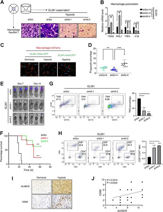 Figure 2. ALKBH5 is required for TAM recruitment in vitro and in vivo. A, Transwell assays were performed to measure the migration ability of macrophage in vitro with the supernatant from GL261 shScr or shALKBH5 cells with or without hypoxia treatment. Scale bars, 50 μm. B, RT-qPCR analysis of the mRNA expression level of M1 and M2 subtype of macrophage marker genes in designated groups. shScr-N, shScr-Normoxia; shScr-H, shScr-Hypoxia; shA5-H, shALKBH5-Hypoxia. C and D, Macrophage phagocytosis was performed to test the role of ALKBH5 in hypoxia-medicated suppression of phagocytosis. The engulfed GL261 cells were labeled with arrows (C) and counted (D). Two-tailed unpaired Student t test; **, P < 0.01; ***, P < 0.001; n = 50. E, Representative luciferase images of three mice per group 7 and 14 days after implantation. GL261-luciferase cells were transduced with shScr or shALKBH5. Color scale for GL261 cells: Min = 3.00×e5; Max = 1.00×e8. F, Survival analysis of mice intracranially implanted with GL261 cells with or without ALKBH5 knockdown. The x-axis represents days after cell injection. Significance was determined using log-rank analysis. shA5–1, P = 0.0002; shA5–2, P = 0.0001; ***, P < 0.001; n = 6 for each treatment group. G and H, TAM, CD8+, and CD4+ subsets in GL261 tumor mass were assessed by flow cytometry. Representative flow cytometry plots (left) and statistics analysis of the proportion of CD11b+/F4–80+ TAMs (G) and the ratio of CD8+T cells/CD4+T cells (right; H) are shown. Two-tailed unpaired Student t test; ***, P < 0.001, n = 3. I, Representative examples of immunostainings are shown in specimens with normoxic or hypoxic niche; scale bars, 50 μm. J, Correlation between ALKBH5 and CD68 protein levels. Significance of the correlation was determined by the Pearson correlation test.