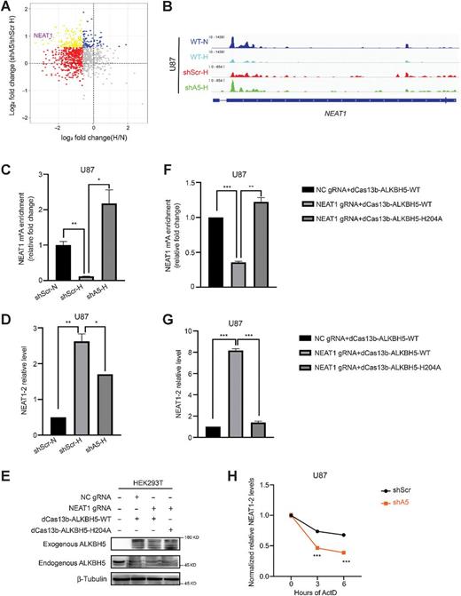 Figure 4. ALKBH5 is required for hypoxia-induced NEAT1 demethylation and stabilization. A, Scatterplot showing m6A enrichment on total RNA of U87 cells in normoxia/hypoxia (fold change ≥ 1.5, red dots) and shALKBH5-hypoxia/shScr-hypoxia (fold change ≥ 1.5, blue dots). The overlapped one (yellow dots) represents ALKBH5-dependent hypoxia-induced m6A decrease with NEAT1 as one of them. B, Genomic snapshots of m6A-seq analyses of NEAT1 in designated groups of U87 cells. shScr-N, shScr-Normoxia; shScr-H, shScr-Hypoxia; shA5-H, shALKBH5-Hypoxia. C, MeRIP (m6A-IP)-qPCR analysis of the NEAT1 m6A peak region in U87 shScr or shALKBH5 with specified time point of hypoxia. Two-tailed unpaired Student t test; *, P < 0.05; **, P < 0.01; n = 3. shScr-N, shScr-Normoxia; shScr-H, shScr-Hypoxia; shALKBH5-H, shALKBH5-Hypoxia. D, RT-qPCR analysis of NEAT1–2 levels in corresponding U87 cells. Two-tailed unpaired Student t test; *, P < 0.05; **, P < 0.01; n = 3. E, Western blot analysis of the exogenous expression of dCas13b–ALKBH5 fusion proteins in 293T cells. β-Tubulin served as a loading control. F, MeRIP (m6A-IP)-qPCR analysis of the NEAT1 m6A peak region in 293T cells transduced with dCas13b-ALKBH5-WT or H204A by means of NEAT1 gRNA. Two-tailed unpaired Student t test; **, P < 0.01; ***, P < 0.001; n = 3. G, RT-qPCR analysis of NEAT1–2 levels in corresponding 293T cells. Two-tailed unpaired Student t test; ***, P < 0.001; n = 3. H, U87 shScr or shALKBH5 cells were exposed to actinomycin D (ActD, 1 μg/mL) at indicated time points. RT-qPCR was performed to assess the half-lives of NEAT1–2. Two-tailed unpaired Student t test; ***, P < 0.001; n = 3. N, normoxia; H, hypoxia.