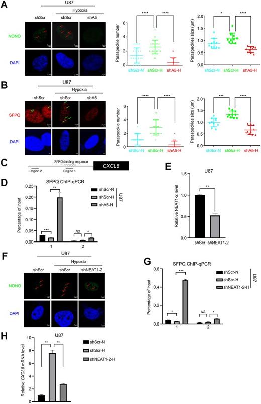 Figure 5. ALKBH5 facilitates hypoxia-induced paraspeckle assembly and SFPQ relocation from CXCL8 promoter through NEAT1. A and B, NONO (A) and SFPQ (B) immunostaining was performed in normoxia and hypoxia in control and ALKBH5-depleted U87 cells. Left, representative images. Scale bars, 2 μm. The paraspeckle numbers were counted for 50 cells, whereas the paraspeckle sizes were measured for 10 cells and, respectively, analyzed (right). Two-tailed unpaired Student t test; *, P < 0.05; ***, P < 0.001; ****, P < 0.0001. shScr-N, shScr-Normoxia; shScr-H, shScr-Hypoxia; shA5-H, shALKBH5-Hypoxia. C, Schematic of CXCL8 promoter. Hatched line box indicates the SFPQ-binding sequence. Black lines below the CXCL8 gene indicate the regions amplified by the qPCR primer sets for the ChIP analysis. D and G, ChIP-qPCR analysis of the two marked regions in C in U87 shScr or shALKBH5, shScr or shNEAT1 in normoxia or hypoxia. Two-tailed unpaired Student t test; *, P < 0.05; **, P < 0.01; ***, P < 0.001; n = 3. shScr-N, shScr-Normoxia; shScr-H, shScr-Hypoxia; shA5-H, shALKBH5-Hypoxia; shNEAT1–2-H, shNEAT1–2-Hypoxia. E and H, RT-qPCR analysis of the RNA expression levels of NEAT1–2 (E) or CXCL8 (H) in U87 shScr and shNEAT1–2 cells in normoxia or hypoxia condition. Two-tailed unpaired Student t test; **, P < 0.01; n = 3. F, NONO immunostaining in U87 cells in normoxia or hypoxia condition. Representative images are shown. White scale bars, 2 μm. N, normoxia; H, hypoxia; NS, nonsignificant.