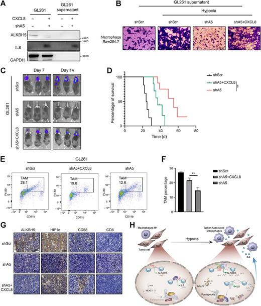 Figure 6. CXCL8/IL8 is responsible for ALKBH5-mediated TAM recruitment and immunosuppression. A, Western blot analysis of the exogenous expression of CXCL8/IL8 in ALKBH5-depleted GL261 cells. Supernatant of the cell culture medium was harvested for secreted IL8 protein detection. GAPDH served as a loading control for cell lysates. B, Transwell assays were performed to measure IL8 ability to promote macrophage recruitment in U87 shALKBH5 under hypoxia stress. Scale bars, 50 μm. C, Representative luciferase images of three mice per group 7 and 14 days after tumor implantation. Color scale for GL261 cells: Min = 3.00 × e5; Max = 1.00 × e8. D, Survival analysis of mice intracranially implanted with designated GL261 cells. Significance level was determined using log-rank analysis. **, P < 0.01; n = 6 for each treatment group. E and F, TAM subsets in designated groups of tumors were assessed by flow cytometry. Representative flow cytometry plots are shown in E and statistical analysis of the proportion of CD11b+/F4–80+ TAMs is in F. Two-tailed unpaired Student t test; **, P < 0.01; n = 3. G, IHC staining for designated groups of tumors. Scale bars, 50 μm. H, Proposed model for ALKBH5 facilitates hypoxia-induced paraspeckle assembly to modulate tumor immunosuppressive environment through enhanced CXCL8/IL8 expression and release.