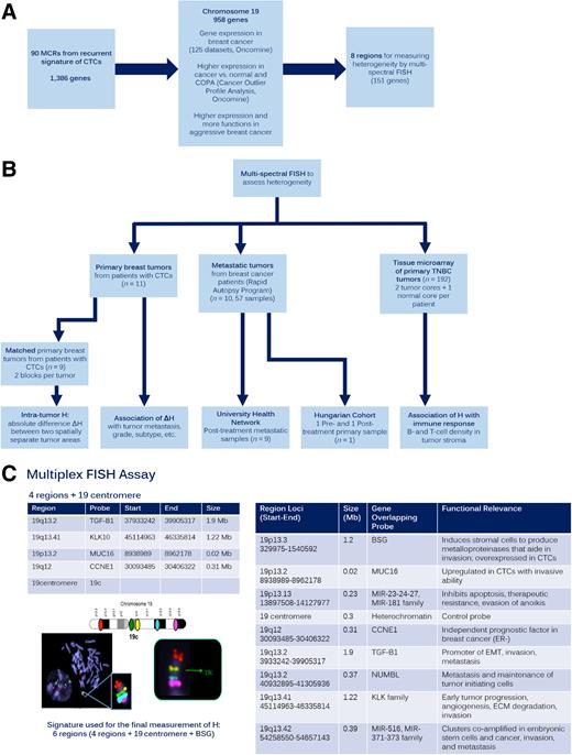 Figure 1. Study design and objectives. A, Selection of regions/genes from CTC signatures. Using three filtering approaches to select from 90 recurrently gained minimum common regions in CTCs (1,386 genes), we compiled a list of eight regions (151 genes) that may be involved in dissemination of breast cancer cells. The eight regions were assessed using multispectral FISH for intratumoral heterogeneity. B, Study objectives. Our goal was to examine the heterogeneity of the eight regions in pretreated matched primary breast tumor samples of 11 patients with CTCs (including 9 patients with two spatially separate tumor samples, which allowed assessment of intratumoral heterogeneity). We also examined 57 posttreated metastatic tumor samples from 9 patients who had died of breast cancer (UHN samples) and one patient with pre- and posttreatment primary samples (Hungarian samples). Furthermore, a TMA consisting of 192 sets of tumors from patients with TNBC was investigated to assess the association of heterogeneity with immune response in this cohort. C, Validation of multispectral FISH to measure intratumor heterogeneity. Probes labeled with five nonoverlapping fluorescent spectra were designed to bind across several loci on the p and q arms of chromosome 19. Normal metaphase chromosomes show unique hybridization sites of each probe. Single interphase nuclei may be scored for FISH signals from all five probes simultaneously to measure intratumor heterogeneity of copy-number gains within five chromosomal regions. Using this approach, the eight regions listed were examined for H within primary and metastatic tumors (4 regions + chromosome 19 centromere control per each of two tumor sections). Results used for final analysis included six regions (TGFB1, KLK10, MUC16, CCNE1, BSG, and chromosome 19 centromere).
