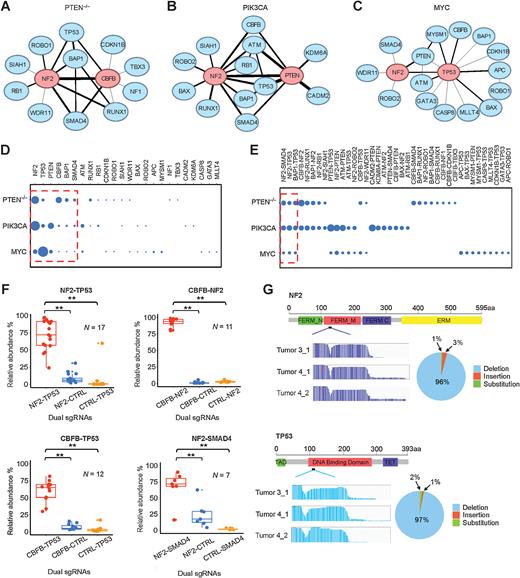 Figure 2. Tumor-promoting TSGs form GI networks. A–C, Oncogenic GI networks in the PTEN−/−, PIK3CA, and MYC contexts, respectively. The top two central nodes are highlighted in red. D, Comparison of degree centrality scores of TSG nodes in the three GI networks. Six nodes commonly shared in the three networks are enclosed in the red dashed frame. E, Comparison of edges (interactions) in the three networks. Three common interactions are enclosed in the red dashed frame. F, Validation of four oncogenic GIs in vivo. **, P < 0.05; one-sided Student t test. G, CRISPR mutational profiles induced by sgNF2_2 and sgTP53_4 in the PTEN−/− tumors.