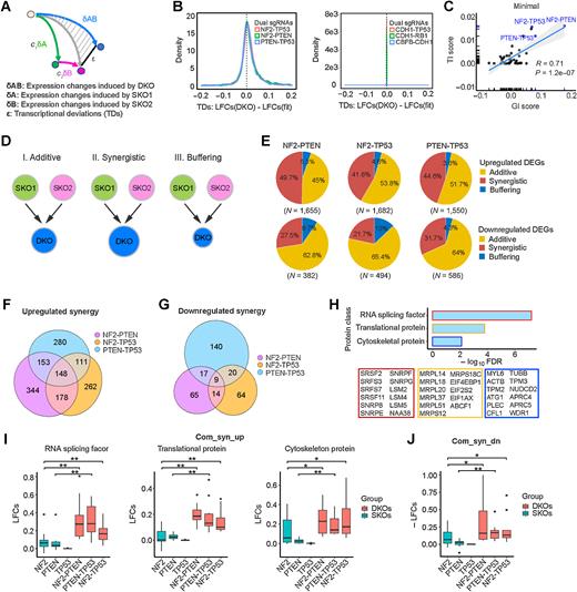 Figure 6. Epistatic transcriptional interactions correlate with fitness GIs. A, Schemata of the quantitative model used to measure TDs. B, TDs of DKO examples—NF2-PTEN, NF2-TP53, PTEN-TP53, CDH1-TP53, CDH1-RB1, and CBFB-CDH1—in minimal medium. C, Correlation of TI scores and fitness GI scores in minimal medium. D, Categorization of DEGs based on their TDs. E, Percentages of synergistic, additive, and buffering genes of upregulated DEGs (top) and downregulated DEGs (bottom) for NF2-PTEN, NF2-TP53, and PTEN-TP53 DKOs. F, Number of upregulated synergistic DEGs in NF2-PTEN, NF2-TP53, and PTEN-TP53 DKOs. G, Number of downregulated synergistic DEGs in NF2-PTEN, NF2-TP53, and PTEN-TP53 DKOs. H, Gene ontology term enrichment analysis of the 148 common upregulated synergistic genes. I, Expression of the enriched protein classes in NF2-PTEN, NF2-TP53, and PTEN-TP53 DKOs and their SKO counterparts. *, P < 0.1; **, P < 0.05; one-sided Student t test. J, Expression of the nine common downregulated synergistic genes in NF2-PTEN, NF2-TP53, and PTEN-TP53 DKOs and their SKO counterparts. *, P < 0.1; **, P < 0.05; one-sided Student t test.