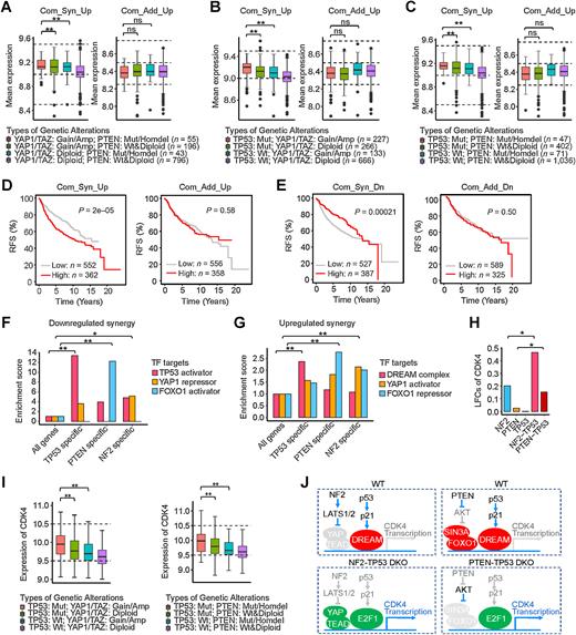 Figure 7. Transcriptional synergies in patients with breast cancer. A–C, Average expression of the 148 common upregulated synergistic DEGs and 74 common upregulated additive DEGs in human tumors with the indicated dual and single genetic alterations. **, P < 0.05; one-sided Student t test. ns, not significant. D, Relapse-free survival (RFS) of patients with breast cancer with differential expression of 148 common upregulated synergistic and 74 common upregulated additive genes. E, RFS of patients with breast cancer with differential expression of 9 common downregulated synergistic and 28 common downregulated additive genes. F, Enrichment of targets of TFs (p53 activator, FOXO1 activator, and YAP repressor) in the TP53-specific, PTEN-specific, and NF2-specific downregulated synergies. *, P < 0.1; **, P < 0.01; χ2 test. G, Enrichment of targets of TFs (DREAM complex, FOXO1 repressor, and YAP activator) in the TP53-specific, PTEN-specific, and NF2-specific upregulated synergies. **, P < 0.01; χ2 test. H and I, Synergistic expression of CDK4 in TP53-deleted DKO cells and TP53-mutated patients with double-mutant breast cancer. *, P < 0.1; **, P < 0.05; one-sided Student t test. J, Proposed mechanistic models for transcriptional synergy of CDK4 induced in TP53-deleted DKOs—NF2-TP53 and PTEN-TP53.