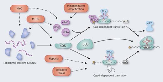 Figure 1. Dysregulation of translation initiation during cancer. Ribosome biogenesis includes the coordinated assembly of ribosomal proteins and rRNA to form the 40S and 60S ribosomal subunits. This process is, in part, regulated by Myc and mTOR, which are frequently aberrantly activated in cancer. Translation initiation occurs by two distinct mechanisms: cap-dependent translation and cap-independent translation. In cap-dependent translation, the initiation factors eIF4A, eIF4E, and eIF4G bind to the 5′ cap of mRNA transcripts, with subsequent recruitment of the 40S subunit. eIF4E and eIF4G are frequently amplified in cancer, and other oncogenes, including Myc and mTOR, also activate translation initiation. In cap-independent translation, an IRES recruits the 40S ribosome without the initiation factors. This method of translational initiation is prevalent in situations of cellular stress, including hypoxia and oxidative stress. In both mechanisms of translational initiation, the 40S subunit scans the transcript for an AUG start site, at which point eIF2 is released, the 60S ribosome is recruited to form the full 80S ribosome, and translation elongation begins.